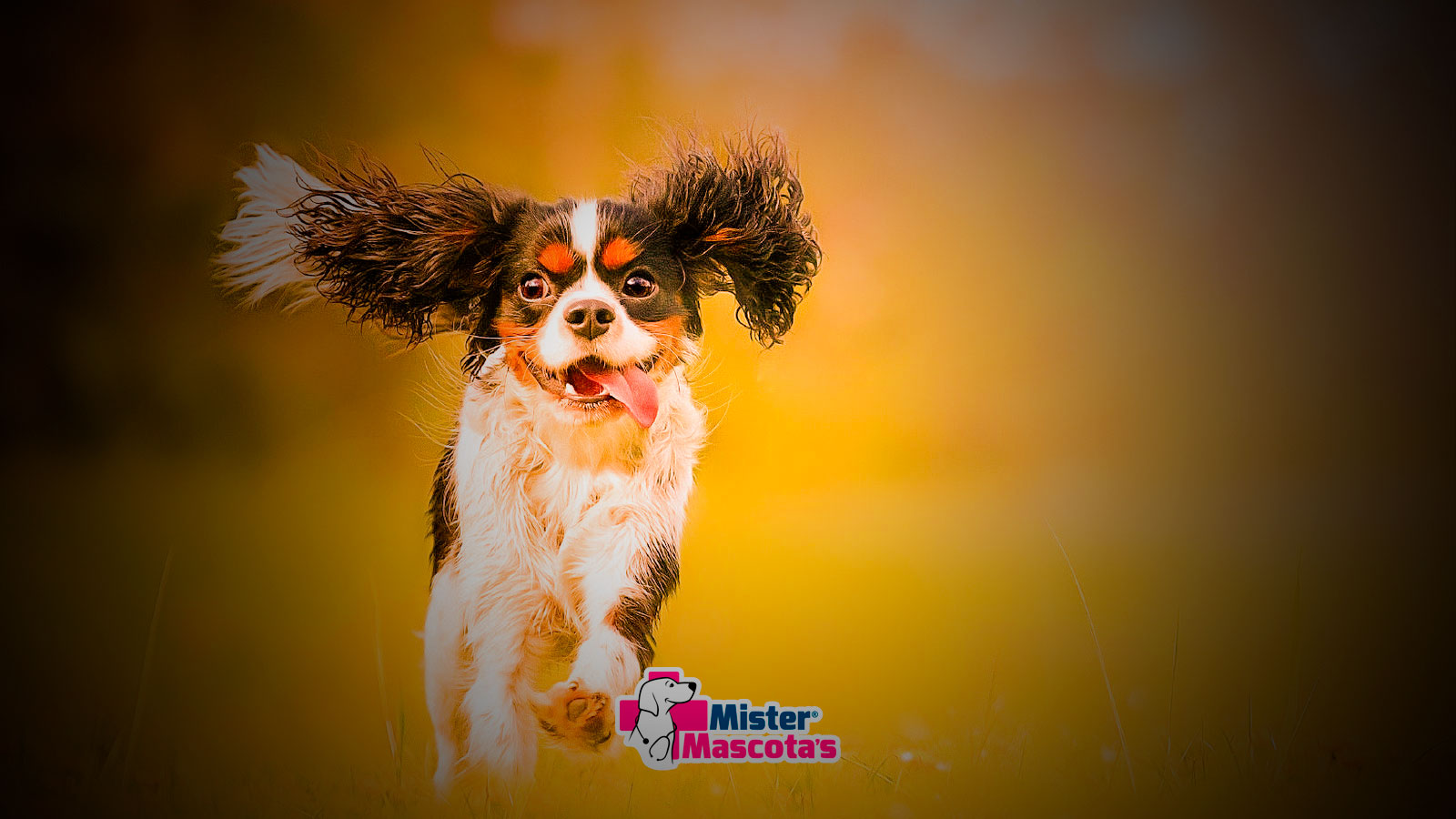 ¿Qué puede significar un sueño con un perro? ¿Qué puede significar un sueño con un perro?